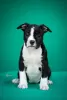 Additional photos: American Staffordshire Terrier