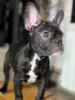 Additional photos: French bulldog male