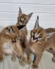 Photo №3. savannah, serval and caracal kittens. France