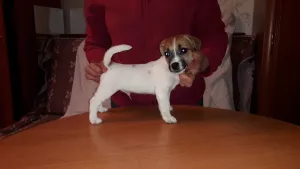 Additional photos: Jack Russell Terrier puppies