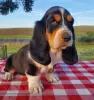 Photo №1. basset hound - for sale in the city of Drama | 317$ | Announcement № 114383