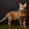 Photo №3. Bengal kittens for sale. Belarus