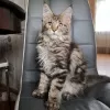 Photo №3. Healthy cute adorable Maine coon kittens available now for sell. United States