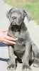 Photo №1. cane corso - for sale in the city of Vršac | negotiated | Announcement № 75320