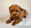 Photo №4. I will sell poodle (toy) in the city of St. Petersburg. from nursery - price - 750$