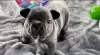 Photo №3. French Bulldog Puppies & Stud Service. United States