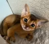 Photo №3. Abyssinian kittens. Belarus