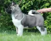 Additional photos: American Akita