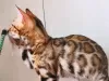 Additional photos: bengal kittens