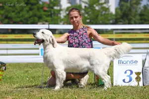 Additional photos: Puppies GOLDEN RETRIEVER