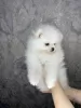 Additional photos: Wonderful Pomeranian puppies