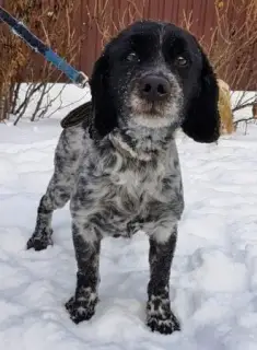 Photo №3. I will give the Russian Spaniel Charlie in good hands. Russian Federation