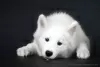 Photo №3. Samoyed puppy from Kiev kennel.. Ukraine