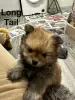 Additional photos: (6) Gorgeous Pomeranian Puppies 