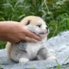 Photo №3. Akita inu puppies. Ukraine