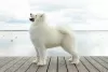 Additional photos: Samoyed puppies