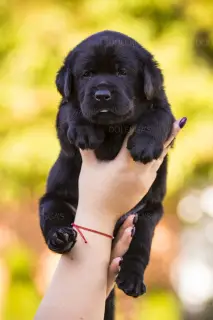 Photo №3. Gorgeous labrador retriever pups FCI. Ukraine