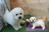 Additional photos: Adorable Bichon Frize puppies ready to move into a new home