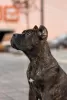 Photo №3. cane corso puppies. Russian Federation