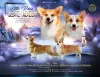 Photo №1. welsh corgi - for sale in the city of Bialystok | 2113$ | Announcement № 111067