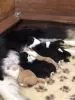 Additional photos: Border collie puppies, the smartest dog in the world