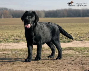 Additional photos: We offer excellent puppies Labrador