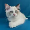 Additional photos: Ragdoll kittens