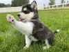 Photo №1. alaskan klee kai, alaskan malamute - for sale in the city of Афины | 423$ | Announcement № 44912