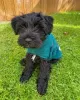 Photo №2 to announcement № 15458 for the sale of schnauzer - buy in United States private announcement