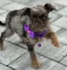 Photo №2 to announcement № 121186 for the sale of brussels griffon - buy in Serbia breeder