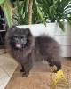 Additional photos: Pomeranian Miniature Spitz