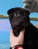 Additional photos: Shar Pei puppies