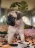 Additional photos: Pug puppies