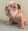 Photo №2 to announcement № 126712 for the sale of english bulldog - buy in Spain 