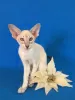 Photo №1. oriental shorthair - for sale in the city of Москва | 1$ | Announcement № 11088