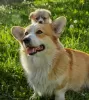 Photo №2 to announcement № 106830 for the sale of welsh corgi - buy in Netherlands breeder