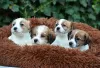 Additional photos: Jack Russell puppies for sale