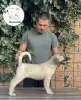 Photo №4. I will sell anatolian shepherd in the city of Šid. breeder - price - negotiated