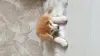 Additional photos: Akita Inu puppy