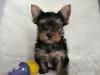 Photo №1. english toy terrier - for sale in the city of Kiev | 300$ | Announcement № 129875