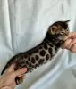 Photo №1. bengal cat - for sale in the city of Kishinev | 1585$ | Announcement № 106925