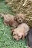 Photo №4. I will sell poodle (dwarf) in the city of Żabalj. breeder - price - negotiated