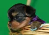 Photo №2 to announcement № 26213 for the sale of yorkshire terrier - buy in Russian Federation 