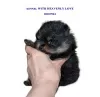 Photo №2 to announcement № 98778 for the sale of german spitz - buy in Russian Federation from nursery