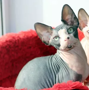 Photo №1. sphynx-katze - for sale in the city of Mogilyov | 500$ | Announcement № 5979