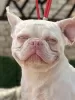 Photo №1. french bulldog - for sale in the city of Belgrade | negotiated | Announcement № 107775