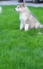 Photo №1. alaskan malamute - for sale in the city of Луцк | 1786$ | Announcement № 7656