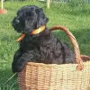 Photo №2 to announcement № 119696 for the sale of black russian terrier - buy in Lithuania private announcement