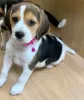 Additional photos: Beagle puppies