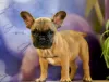 Additional photos: French Bulldog Puppies for Sale